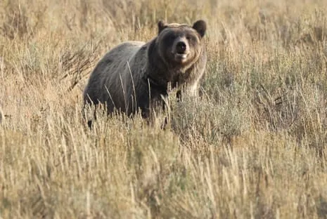 Trail Walker Attacked by Wild Animal in Wilderness Area Air Lifted to Medical Facility